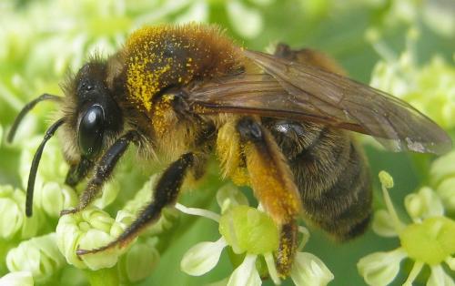 Réf. 179 647 : Andrena sp.